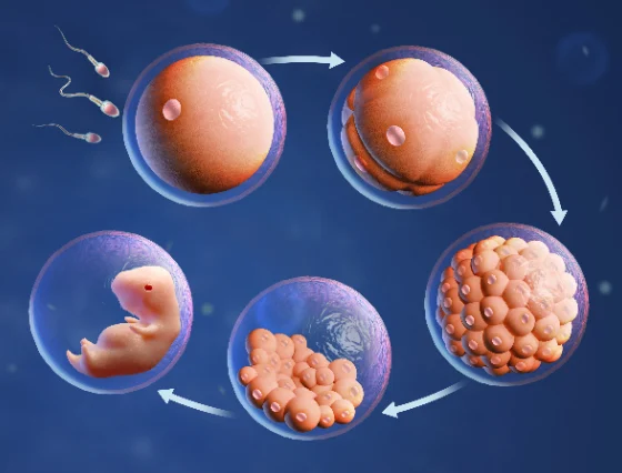 Kartläggning av cellernas utveckling i embryot kan förbättra fertilitetsbehandlingar